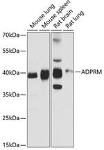 ADPRM Antibody in Western Blot (WB)