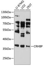 CRHBP Antibody in Western Blot (WB)