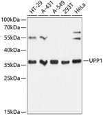 UPP1 Antibody in Western Blot (WB)