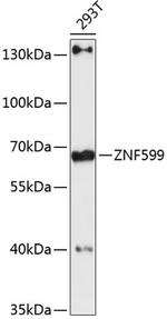 ZNF599 Antibody in Western Blot (WB)