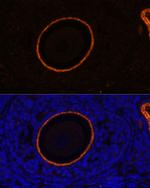 ZP3 Antibody in Immunocytochemistry (ICC/IF)