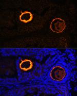 ZP3 Antibody in Immunocytochemistry (ICC/IF)