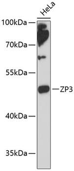 ZP3 Antibody in Western Blot (WB)