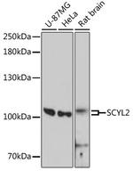 SCYL2 Antibody in Western Blot (WB)