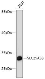 SLC25A38 Antibody in Western Blot (WB)