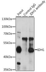 IDH1 Antibody in Immunoprecipitation (IP)