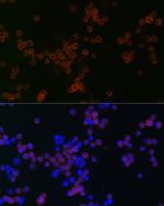 CD68 Antibody in Immunocytochemistry (ICC/IF)