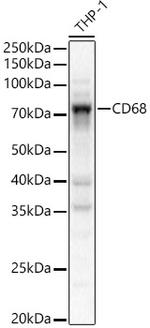 CD68 Antibody in Western Blot (WB)