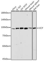 VCP Antibody in Western Blot (WB)