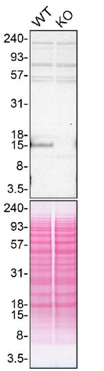 Angiogenin Antibody in Western Blot (WB)