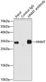 HNMT Antibody in Immunoprecipitation (IP)