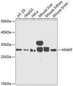 HNMT Antibody in Western Blot (WB)