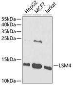 LSM4 Antibody in Western Blot (WB)