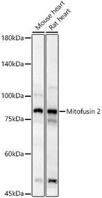 MFN2 Antibody in Western Blot (WB)