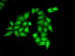 SSRP1 Antibody in Immunocytochemistry (ICC/IF)