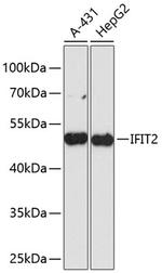 IFIT2 Antibody in Western Blot (WB)