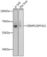 CRMP5 Antibody in Western Blot (WB)