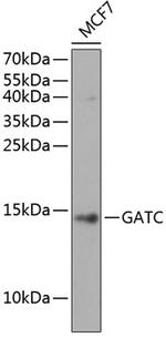 GATC Antibody in Western Blot (WB)