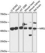 MRI1 Antibody in Western Blot (WB)