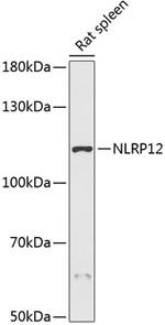 NALP12 Antibody in Western Blot (WB)