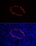 Glucagon Antibody in Immunocytochemistry (ICC/IF)