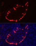 Glucagon Antibody in Immunocytochemistry (ICC/IF)