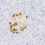 Glucagon Antibody in Immunohistochemistry (Paraffin) (IHC (P))