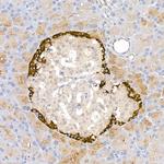 Glucagon Antibody in Immunohistochemistry (Paraffin) (IHC (P))