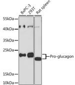 Glucagon Antibody in Western Blot (WB)