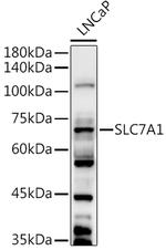 SLC7A1 Antibody in Western Blot (WB)