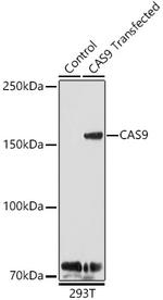 Cas9 Antibody in Western Blot (WB)