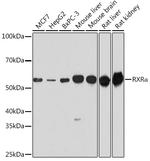 RXRA Antibody in Western Blot (WB)