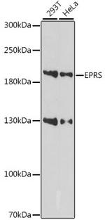 EPRS Antibody in Western Blot (WB)