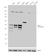 FOXA1 Antibody in Western Blot (WB)