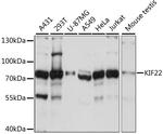 KID Antibody in Western Blot (WB)