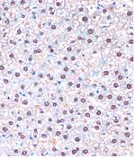 UBA5 Antibody in Immunohistochemistry (Paraffin) (IHC (P))