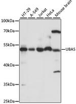 UBA5 Antibody in Western Blot (WB)