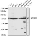 ZNF133 Antibody in Western Blot (WB)