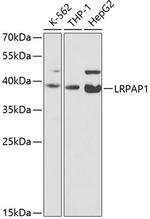 RAP Antibody in Western Blot (WB)