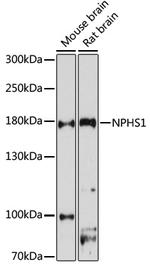 Nephrin Antibody in Western Blot (WB)