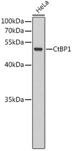 CtBP1 Antibody in Western Blot (WB)