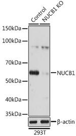 Nucleobindin 1 Antibody