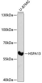 STCH Antibody in Western Blot (WB)