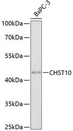 CHST10 Antibody in Western Blot (WB)