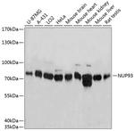 NUP93 Antibody in Western Blot (WB)