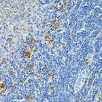 GLRX Antibody in Immunohistochemistry (Paraffin) (IHC (P))