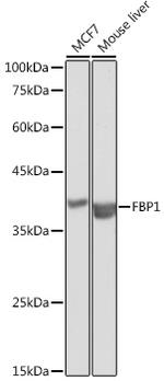 FBP1 Antibody in Western Blot (WB)