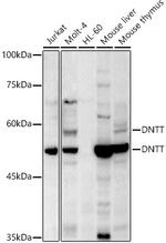 TdT Antibody in Western Blot (WB)