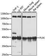 Pleckstrin Antibody in Western Blot (WB)