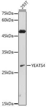 GAS41 Antibody in Western Blot (WB)